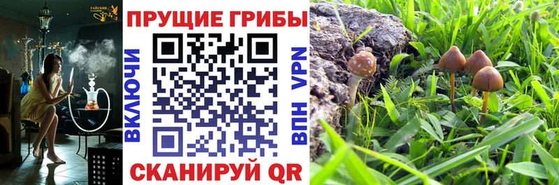 Псилоцибиновые грибы Psilocybine cubensis  Спасск 